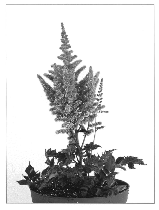 Figure 1 of US plant patent PP21855, the photograph of Little Vision in Purple printed in the patent.
