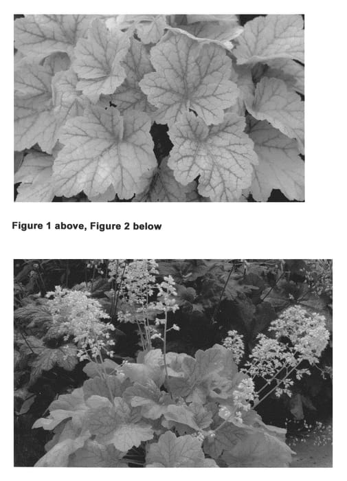 Figure 1 of US plant patent PP21856, the photograph of Electra printed in the patent.