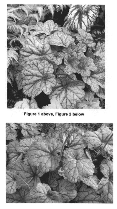 Figure 1 of US plant patent PP21857, the photograph of Sugar Plum printed in the patent.
