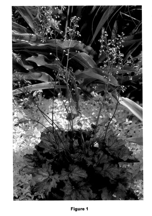 Figure 1 of US plant patent PP21858, the photograph of Midnight Bayou printed in the patent.