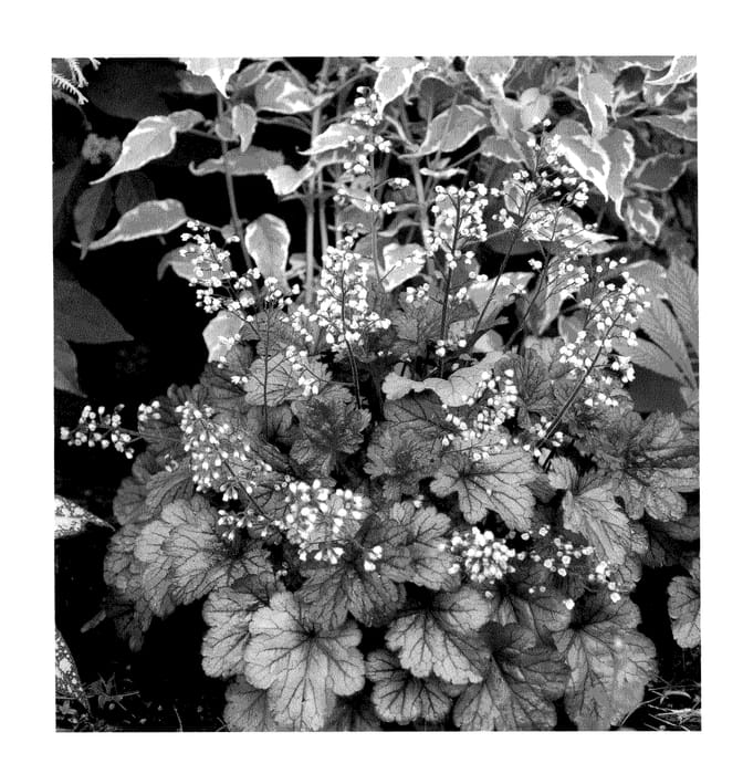 Figure 1 of US plant patent PP21859, the photograph of Shanghai printed in the patent.