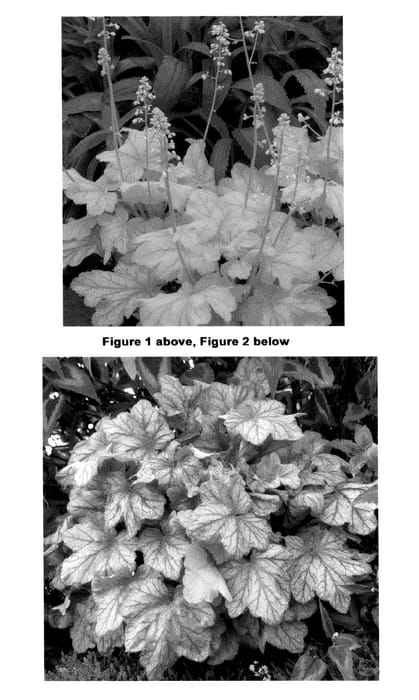 Figure 1 of US plant patent PP21860, the photograph of Mint Julep printed in the patent.