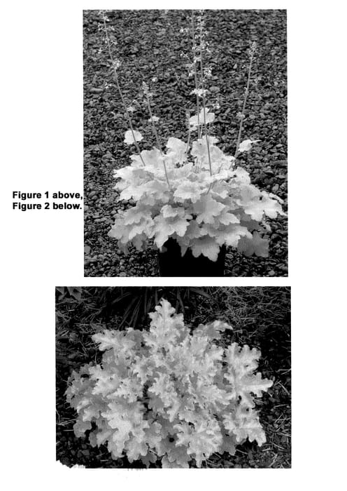Figure 1 of US plant patent PP21861, the photograph of Lime Marmalade printed in the patent.