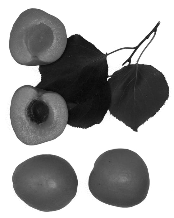 Figure 1 of US plant patent PP21863, the photograph of Leah Cot printed in the patent.