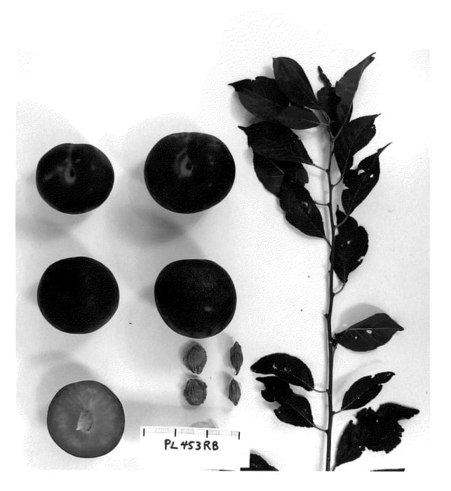 Figure 1 of US plant patent PP21864, the photograph of Suplumforty printed in the patent.