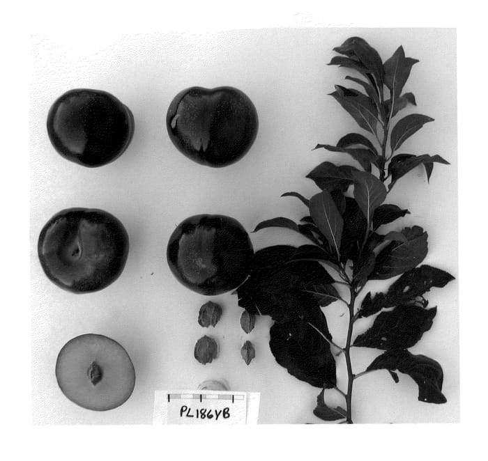 Figure 1 of US plant patent PP21865, the photograph of Suplumthirtynine printed in the patent.