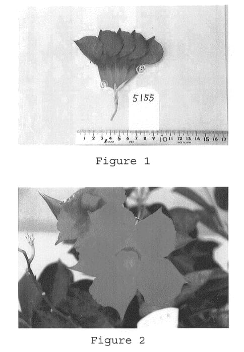 Figure 1 of US plant patent PP21866, the photograph of Tsurumarunoaka5155 printed in the patent.