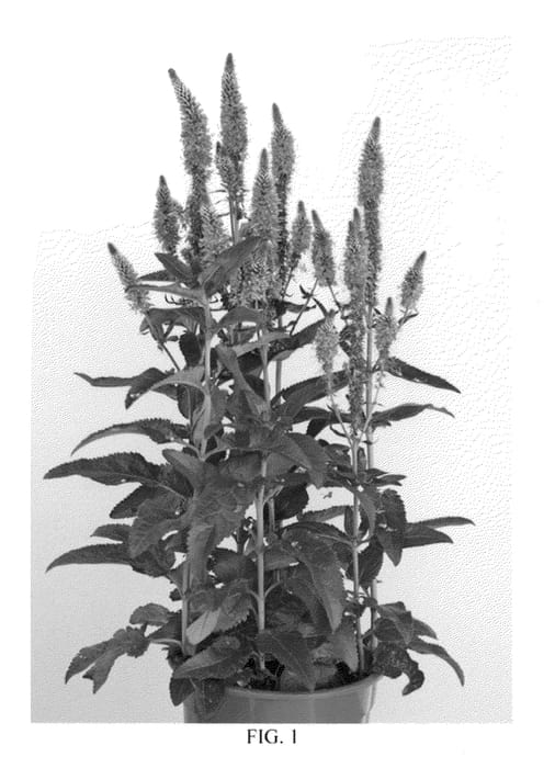 Figure 1 of US plant patent PP21867, the photograph of Atomic Lilac printed in the patent.