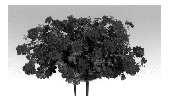 Figure 1 of US plant patent PP21868, the photograph of Pacruby printed in the patent.