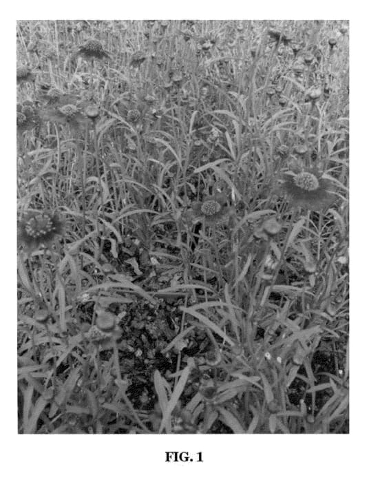Figure 1 of US plant patent PP21869, the photograph of Caliente printed in the patent.