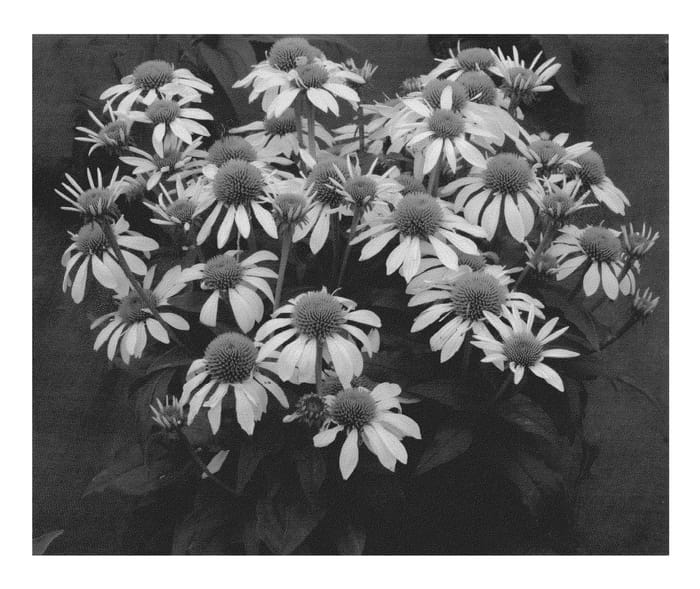 Figure 1 of US plant patent PP21870, the photograph of Little Angel printed in the patent.