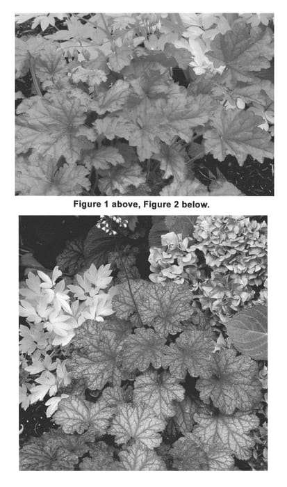 Figure 1 of US plant patent PP21871, the photograph of Berry Smoothie printed in the patent.