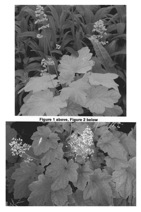 Figure 1 of US plant patent PP21872, the photograph of Electric Lime printed in the patent.