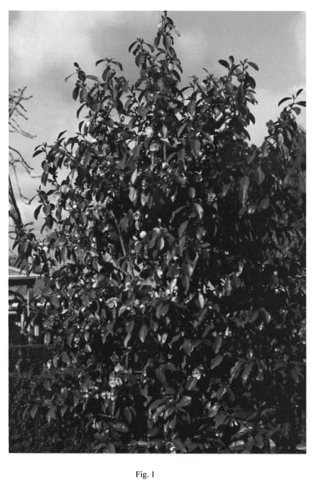 Figure 1 of US plant patent PP21873, the photograph of MICjur01 printed in the patent.