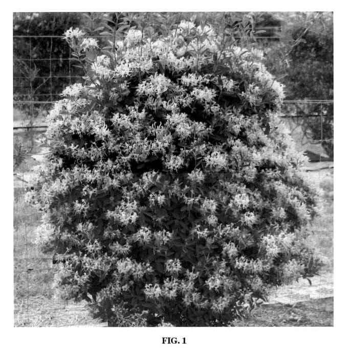 Figure 1 of US plant patent PP21874, the photograph of Inov71 printed in the patent.