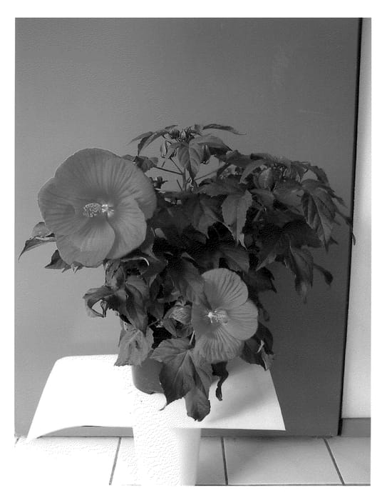 Figure 1 of US plant patent PP21875, the photograph of Oak Red printed in the patent.