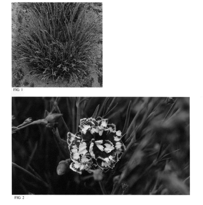 Figure 1 of US plant patent PP21876, the photograph of Coconut Punch printed in the patent.