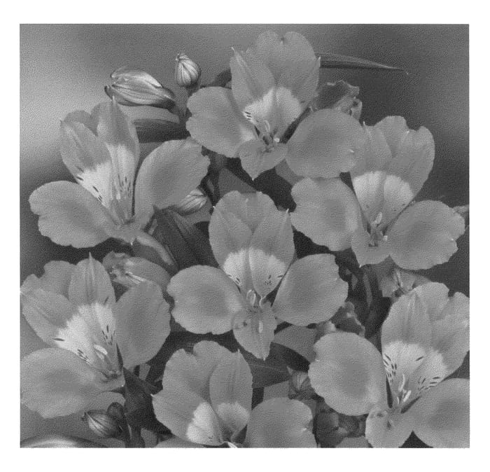 Figure 1 of US plant patent PP21877, the photograph of Zalsance printed in the patent.