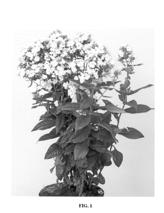 Figure 1 of US plant patent PP21878, the photograph of Jade printed in the patent.