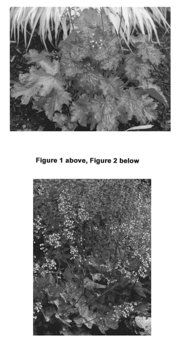 Figure 1 of US plant patent PP21880, the photograph of Fire Chief printed in the patent.