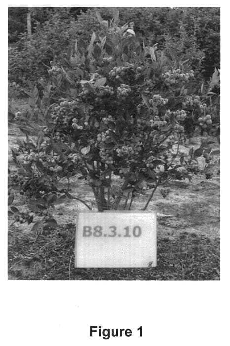 Figure 1 of US plant patent PP21881, the photograph of Hortblue Poppins printed in the patent.