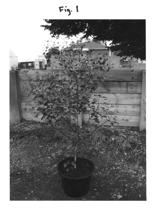 Figure 1 of US plant patent PP21882, the photograph of EUC78 printed in the patent.