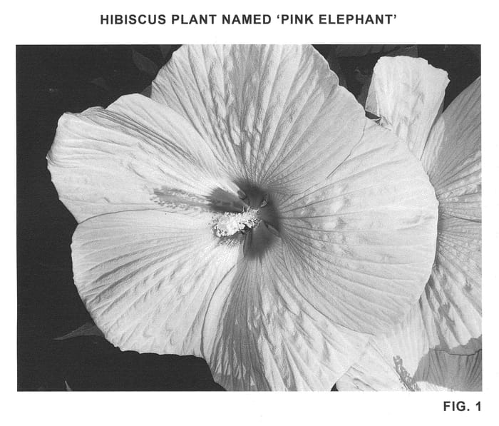Figure 1 of US plant patent PP21883, the photograph of Pink Elephant printed in the patent.