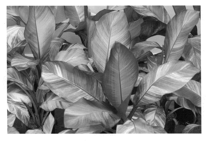 Figure 1 of US plant patent PP21885, the photograph of Tandarra Rainbow printed in the patent.