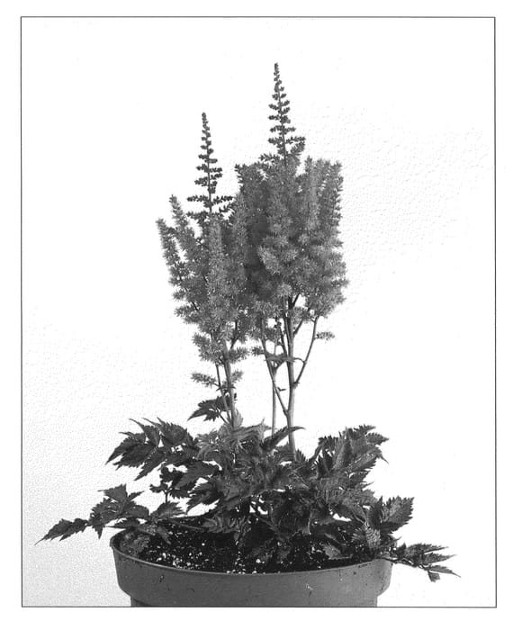 Figure 1 of US plant patent PP21886, the photograph of Little Vision in Pink printed in the patent.