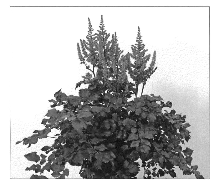 Figure 1 of US plant patent PP21887, the photograph of Purple Rain printed in the patent.