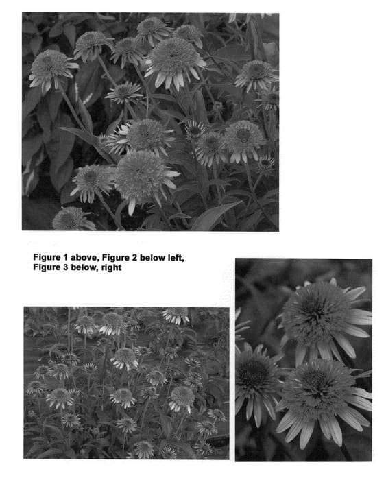 Figure 1 of US plant patent PP21888, the photograph of Coral Reef printed in the patent.