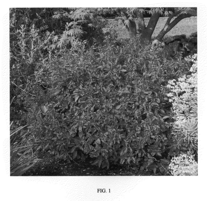 Figure 1 of US plant patent PP21889, the photograph of Wendy's Wish printed in the patent.