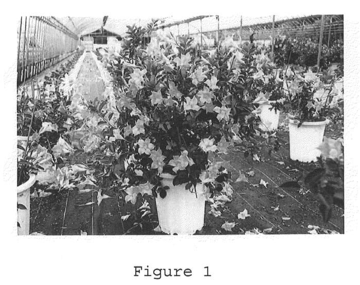 Figure 1 of US plant patent PP21890, the photograph of Tsuruhanbestpinki-1 printed in the patent.