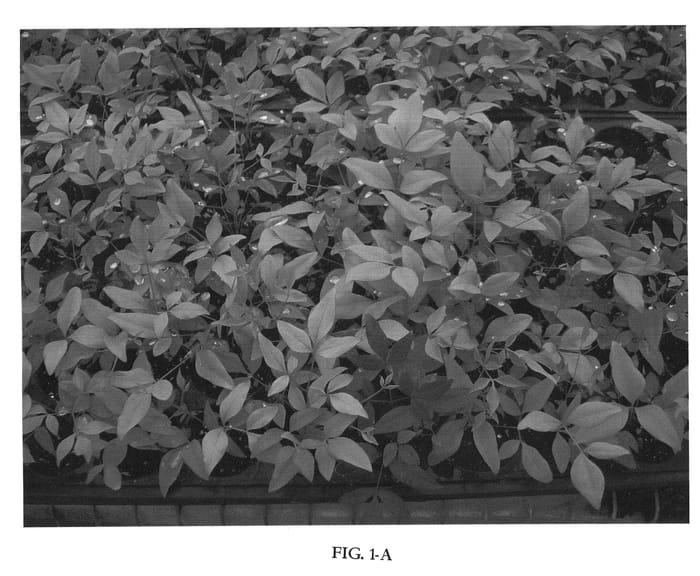 Figure 1 of US plant patent PP21891, the photograph of Seika printed in the patent.