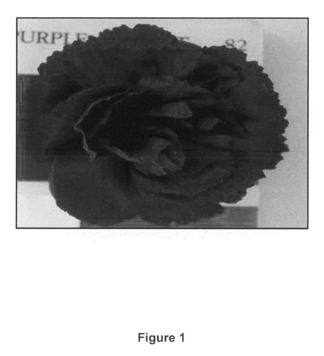 Figure 1 of US plant patent PP21892, the photograph of FLORIAMETRINE printed in the patent.