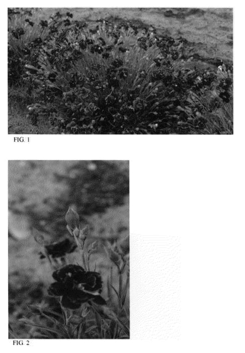 Figure 1 of US plant patent PP21893, the photograph of Black Cherry Wild printed in the patent.