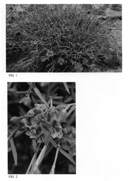 Figure 1 of US plant patent PP21894, the photograph of Dragon Fruit printed in the patent.