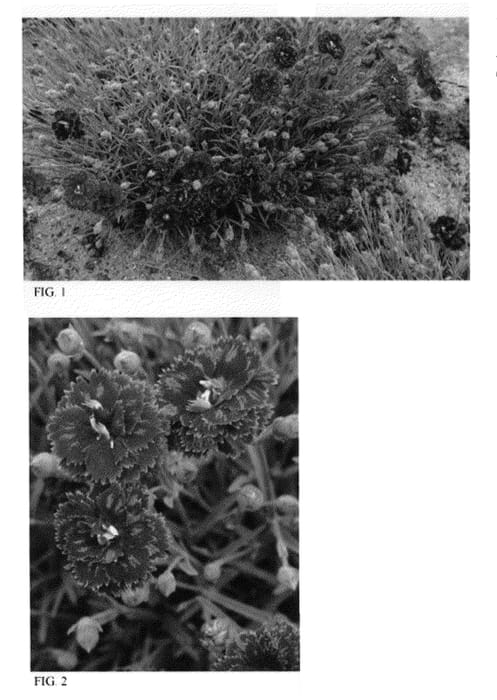 Figure 1 of US plant patent PP21895, the photograph of Pomegranate Kiss printed in the patent.