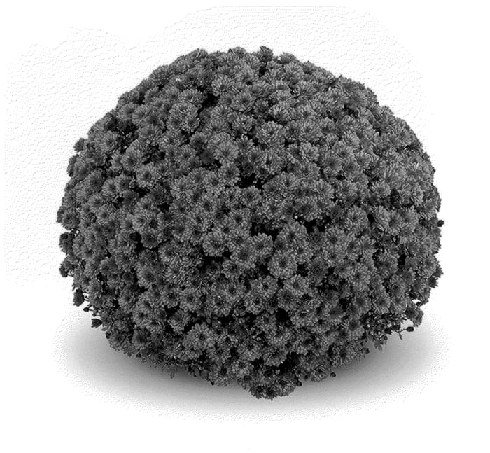 Figure 1 of US plant patent PP21896, the photograph of Mefisto Purple printed in the patent.