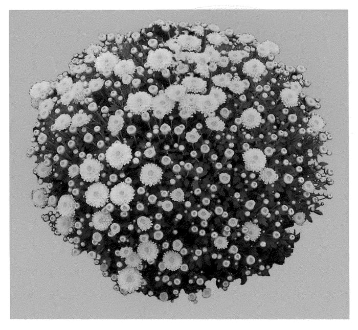 Figure 1 of US plant patent PP21898, the photograph of Viviana Yellow printed in the patent.