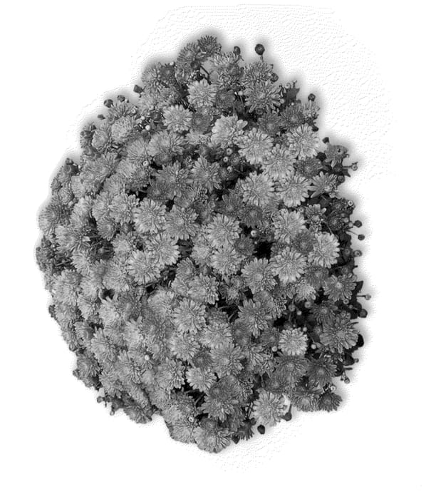 Figure 1 of US plant patent PP21899, the photograph of Girona Orange printed in the patent.