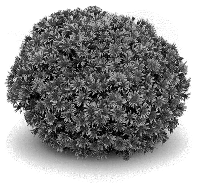 Figure 1 of US plant patent PP21900, the photograph of Olmeto Orange printed in the patent.