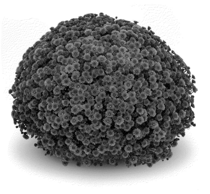 Figure 1 of US plant patent PP21901, the photograph of Staviski Dark Pink printed in the patent.