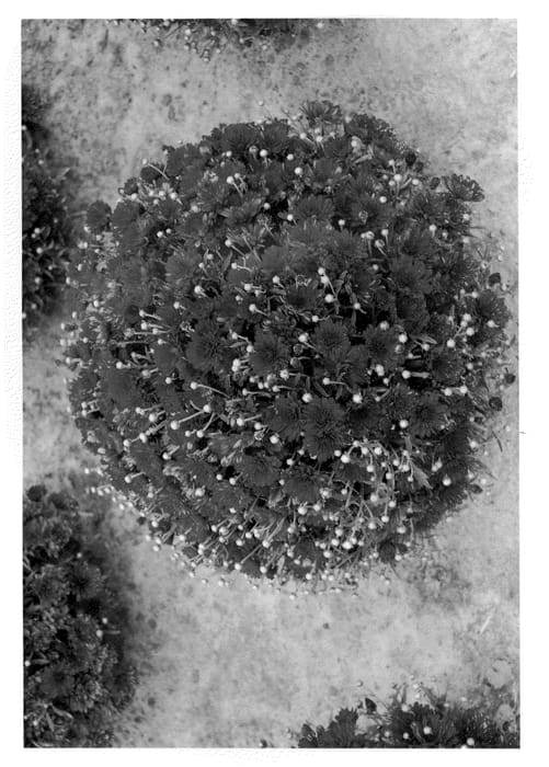 Figure 1 of US plant patent PP21902, the photograph of Pobo Red printed in the patent.