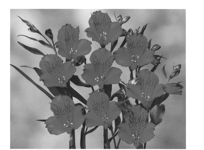 Figure 1 of US plant patent PP21903, the photograph of Zalsatal printed in the patent.