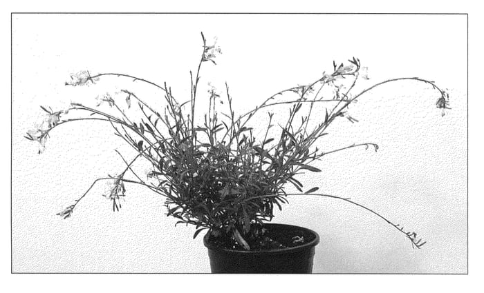 Figure 1 of US plant patent PP21904, the photograph of Summer Emotions printed in the patent.