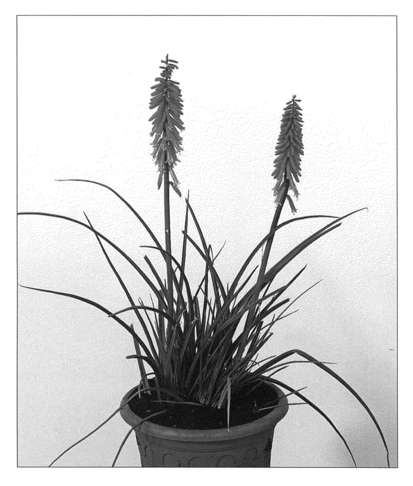 Figure 1 of US plant patent PP21905, the photograph of Red Rocket printed in the patent.