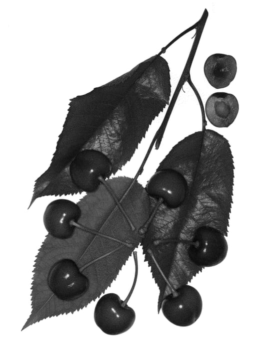 Figure 1 of US plant patent PP21906, the photograph of Royal Marie printed in the patent.