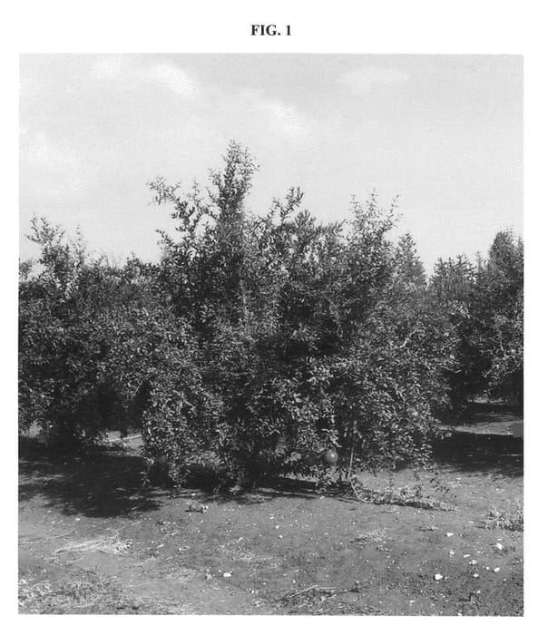Figure 1 of US plant patent PP21907, the photograph of EMEK printed in the patent.