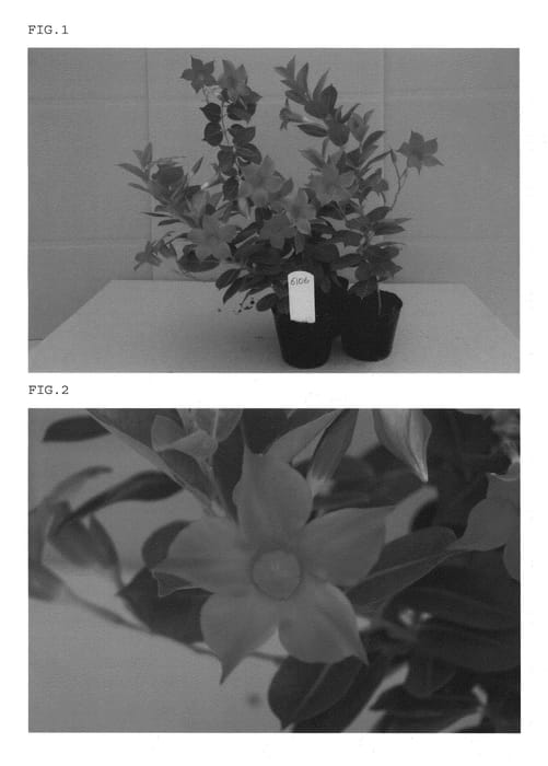 Figure 1 of US plant patent PP21908, the photograph of Hannyajisenred6106 printed in the patent.